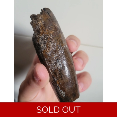 Giant 5inch+ If Whole Tyrannosaurus Rex Fossil Huge Dinosaur Tooth Partial